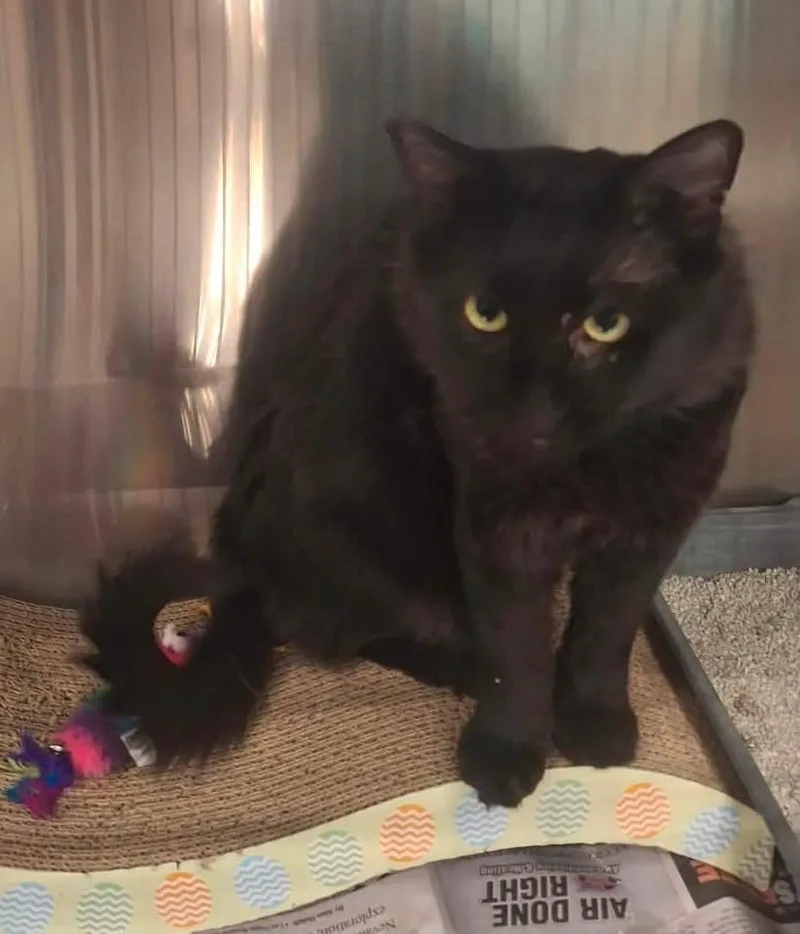 An adult medium-sized male Black Domestic Short Hair cat named Lucious for adoption in Las Vegas, NV