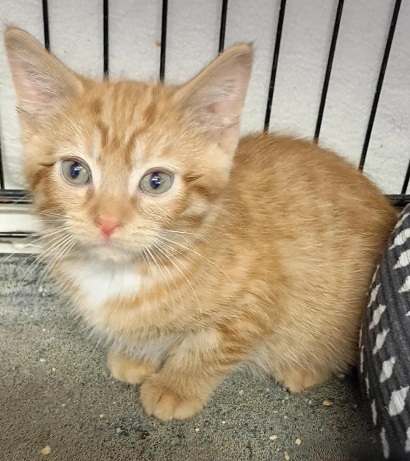 A baby small-sized male Domestic Short Hair cat named Cornbread for adoption in Rockford, IL