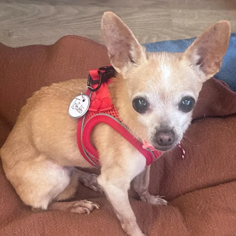 A senior small-sized female Yellow / Tan / Blond / Fawn Chihuahua dog named Tofutti for adoption in San Francisco, CA