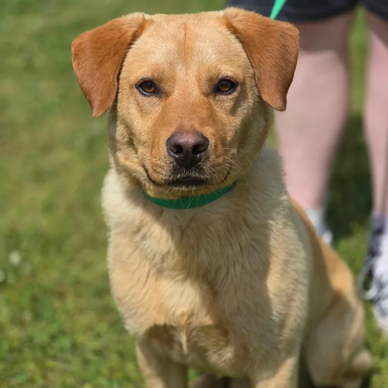 A young medium-sized male Golden Mixed Breed dog named Buddy for adoption in Corinth, MS