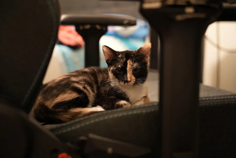 A baby medium-sized female Domestic Short Hair cat named Delancy for adoption in Glendale, AZ