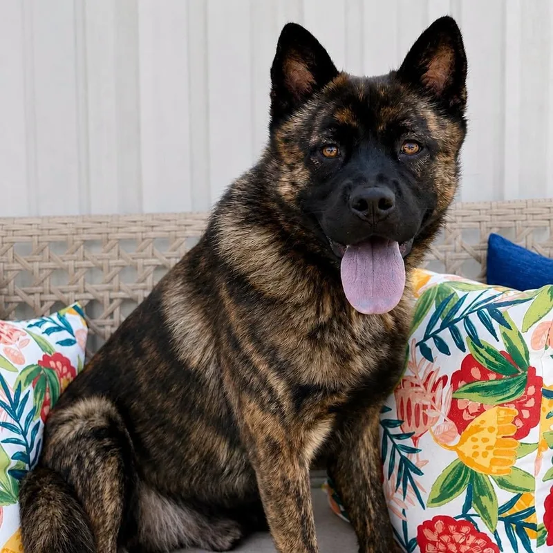 An adult medium-sized male Brindle Akita dog named Creed for adoption in Effingham, IL