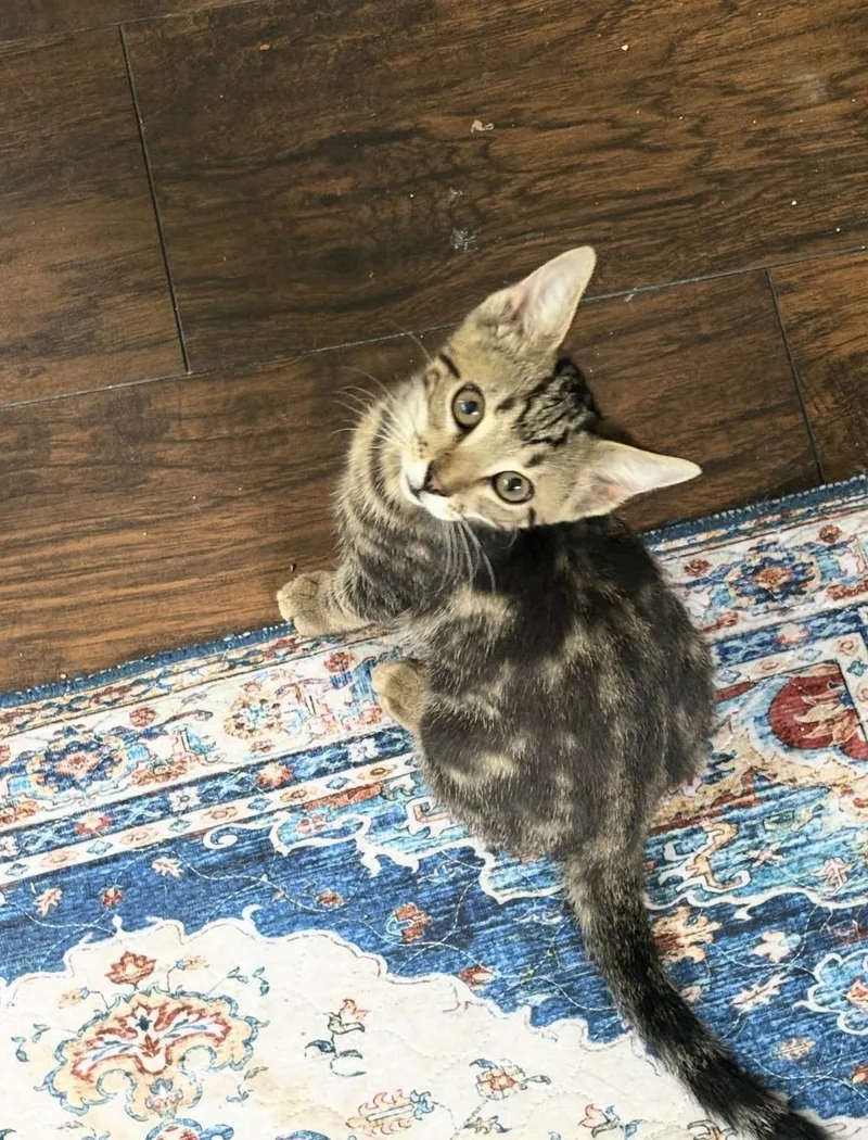 A baby large-sized male Tabby (Gray / Blue / Silver) Domestic Short Hair cat named Garden patch for adoption in Kannapolis, NC