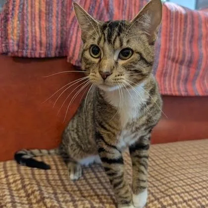 A young medium-sized male Tabby (Brown / Chocolate) Domestic Short Hair cat named Ollie for adoption in Rochester, MN