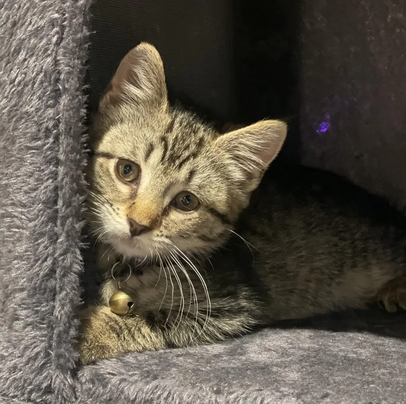 A baby medium-sized female Domestic Short Hair cat named Penny for adoption in Mendham, NJ
