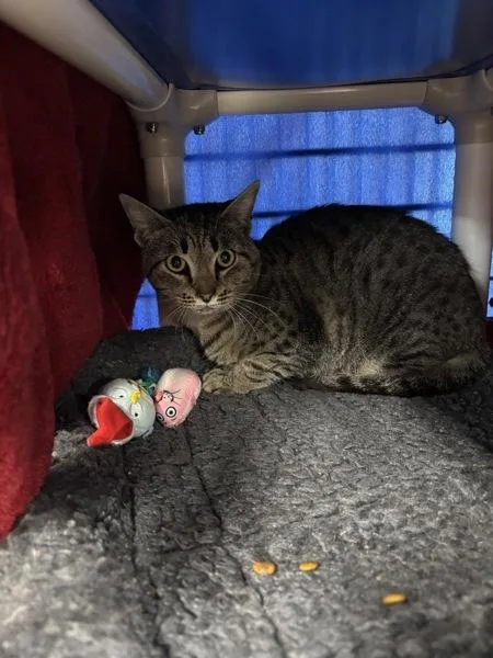 A young small-sized male Domestic Short Hair cat named Stilinski for adoption in Sherwood, OR
