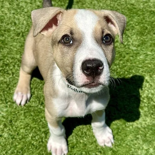 A baby small-sized male Sable Pit Bull Terrier dog named Rolling Rock for adoption in Matteson, IL