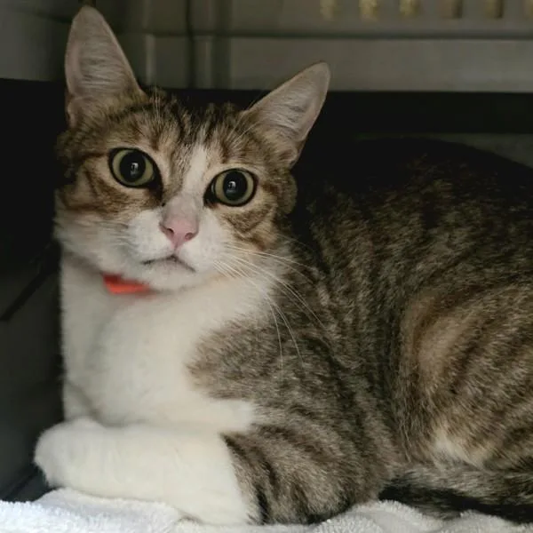 An adult small-sized female Domestic Short Hair cat named Mabel for adoption in Dublin, CA