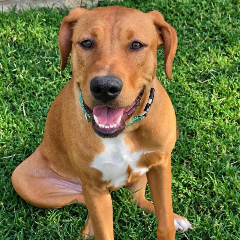 A young medium-sized female Labrador Retriever dog named Dorthy Jolene for adoption in Fort Worth, TX