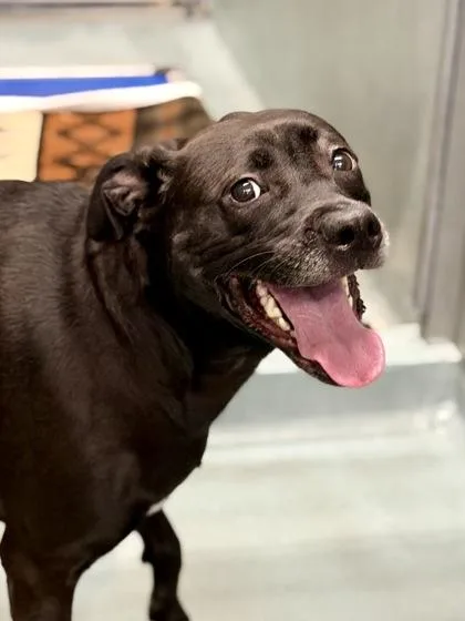 An adult small-sized female Labrador Retriever dog named Bee for adoption in New Orleans, LA