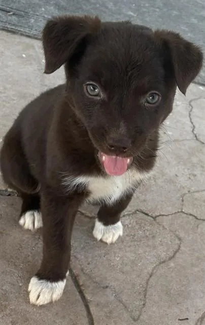 A baby small-sized female Australian Cattle Dog / Blue Heeler dog named Coconut for adoption in Riverside, CA