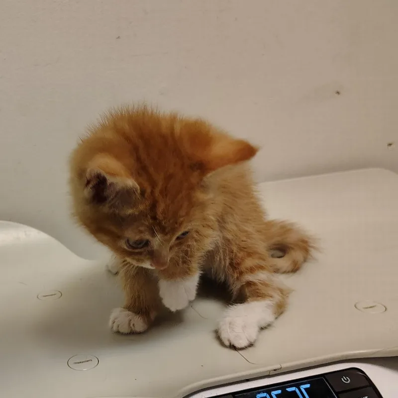 A baby small-sized female Orange / Red Domestic Short Hair cat named Cheerio for adoption in Coos Bay, OR