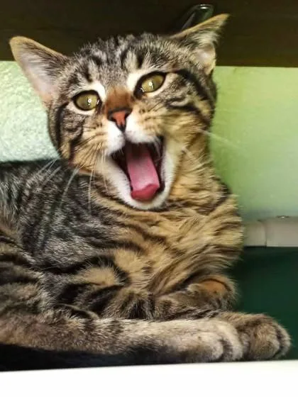 A young medium-sized male Brown / Chocolate Domestic Short Hair cat named Henry Danger for adoption in Waupaca, WI