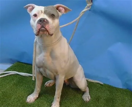 A young large-sized female Boxer dog named A for adoption in Gardena, CA