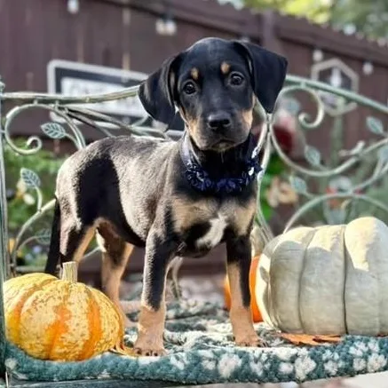 A baby medium-sized female Black Labrador Retriever dog named Dixie for adoption in Southport, CT