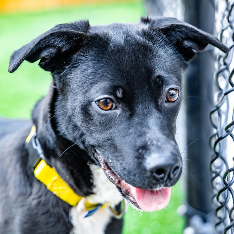 A young medium-sized female Black Terrier dog named Punky for adoption in Naperville, IL