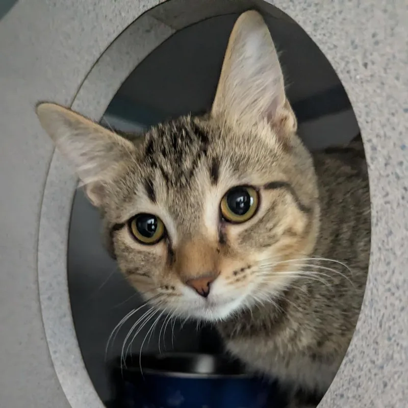 A baby medium-sized male Domestic Short Hair cat named Monet for adoption in Evansville, IN
