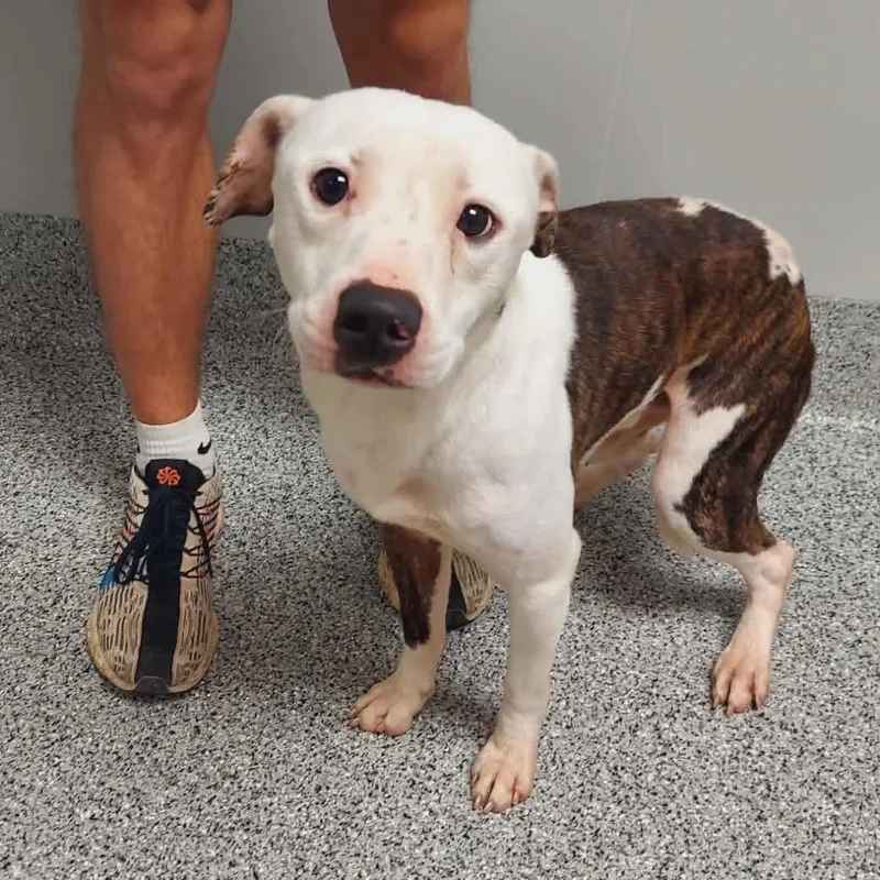 An adult large-sized male White / Cream Pit Bull Terrier dog named Oscar for adoption in Wichita, KS