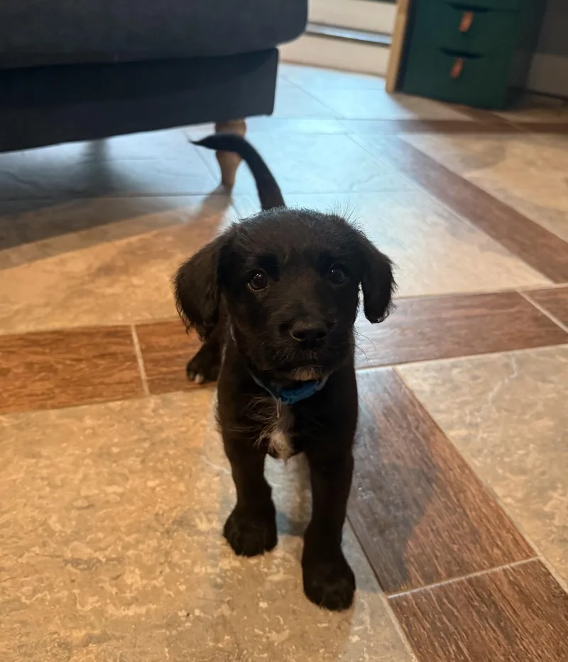 A baby medium-sized male Black Labradoodle dog named Mac for adoption in Plainfield, IL