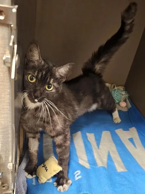 An adult medium-sized female Black Domestic Short Hair cat named Mother Teresa for adoption in Clyde, NC