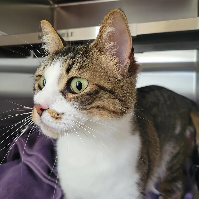 An adult medium-sized female White Domestic Short Hair cat named Cleo for adoption in Raymond, WA