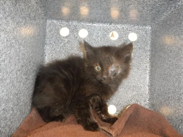 A baby small-sized female Domestic Short Hair cat named Bellatrix for adoption in San Jose, CA