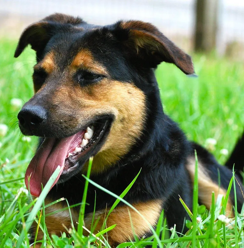 A young medium-sized female Black German Shepherd Dog dog named Joan for adoption in manchester, TN