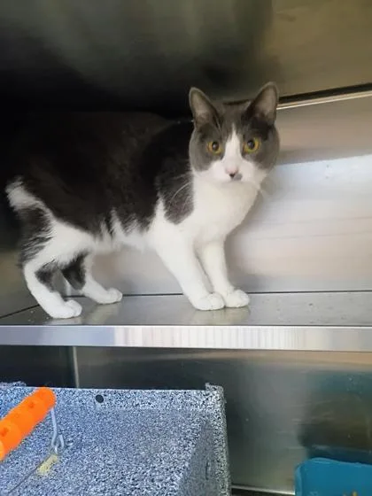 A young small-sized male Domestic Short Hair cat named Atticus for adoption in Beatrice, NE