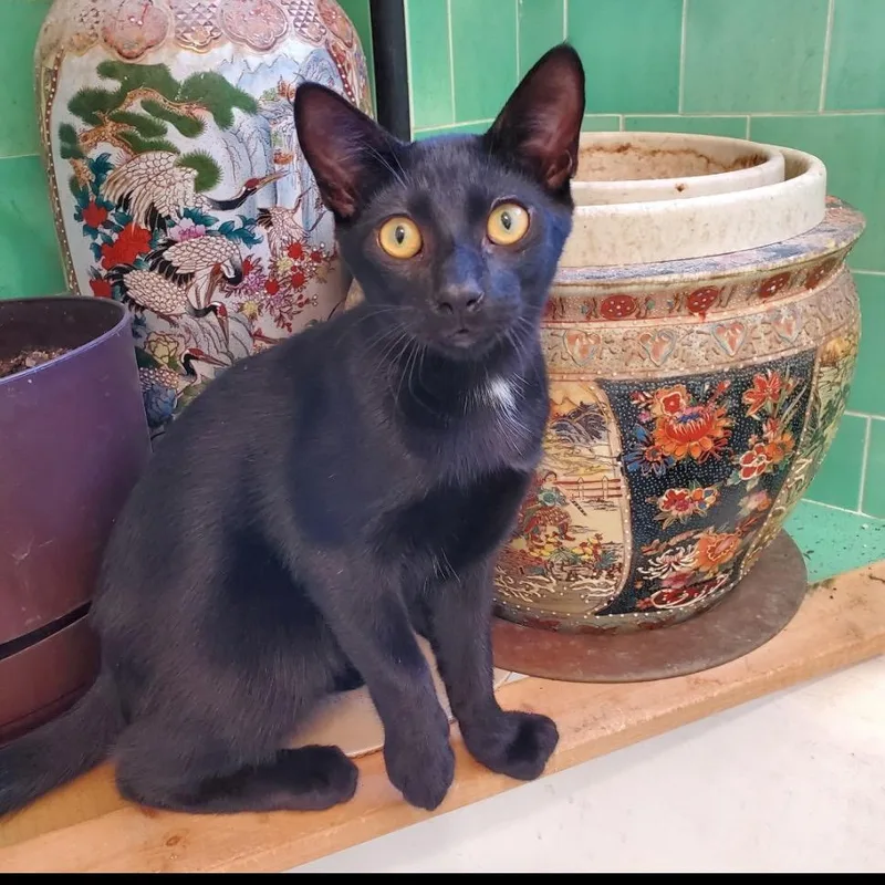 A baby small-sized male Black Domestic Short Hair cat named Spider for adoption in Los Angeles, CA