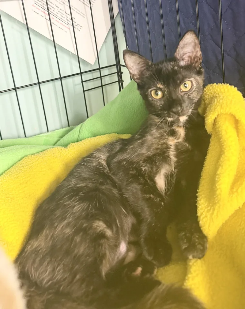 A baby small-sized female Tortoiseshell Domestic Short Hair cat named Marmite for adoption in Hudson, NY