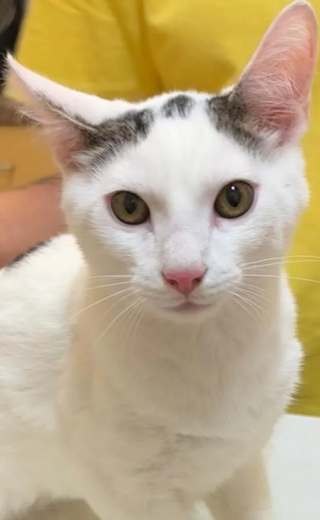 A baby small-sized male Domestic Short Hair cat named Dewi for adoption in Elizabethton, TN
