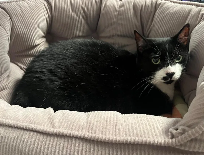 An adult medium-sized female Domestic Short Hair cat named Dapple for adoption in Raleigh, NC