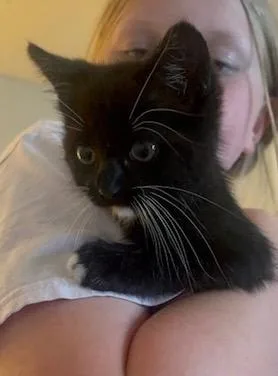 A baby medium-sized male Tabby cat named Pete for adoption in San Antonio, TX