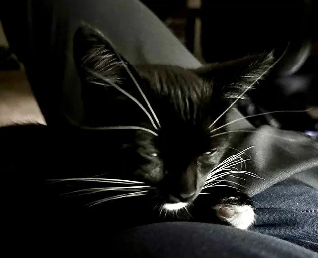 Pete thumbnail 2