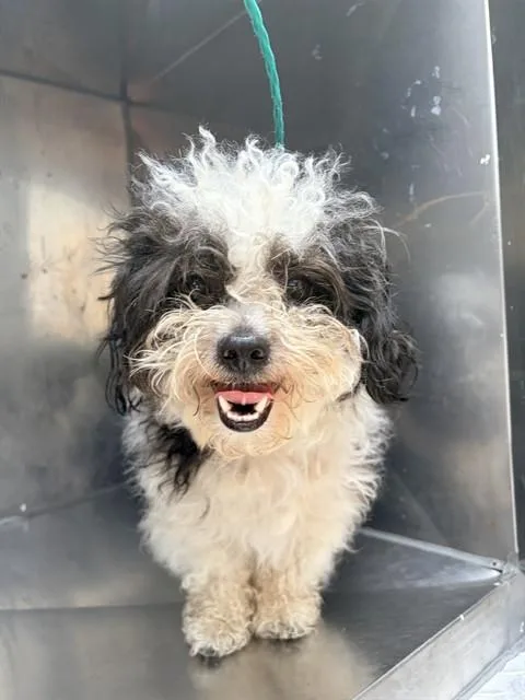 A young small-sized male Mixed Breed dog named Summer for adoption in Dallas, TX