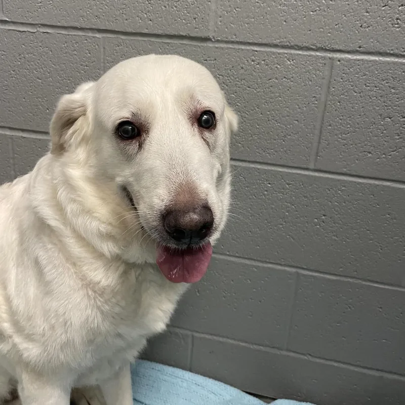 A senior large-sized female White / Cream Mixed Breed dog named Bella for adoption in Allentown, PA