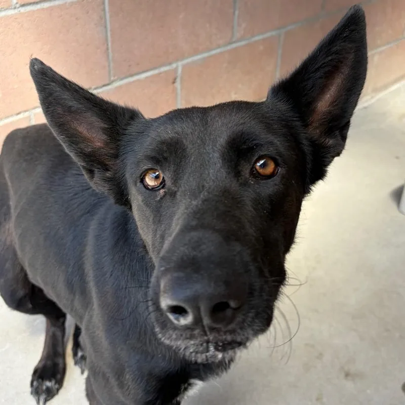 An adult medium-sized female Black Shepherd dog named Joy for adoption in Santa Barbara, CA