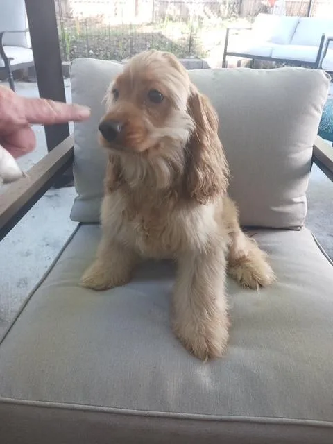 A baby small-sized female Cocker Spaniel dog named Suzanna Older children for adoption in Kannapolis, NC