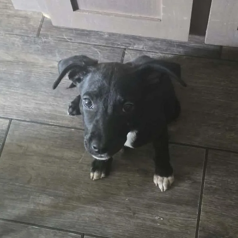 A baby medium-sized female Cattle Dog dog named Regina JW for adoption in Austin, TX