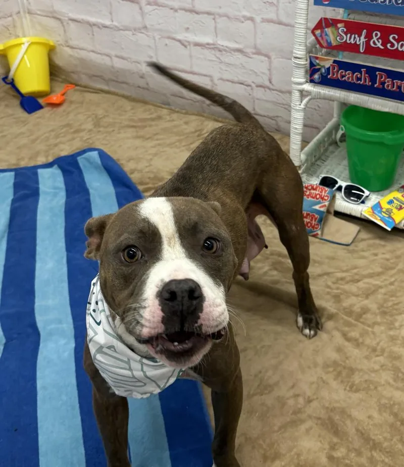 A young medium-sized female Mixed Breed dog named Krishna for adoption in Detroit, MI
