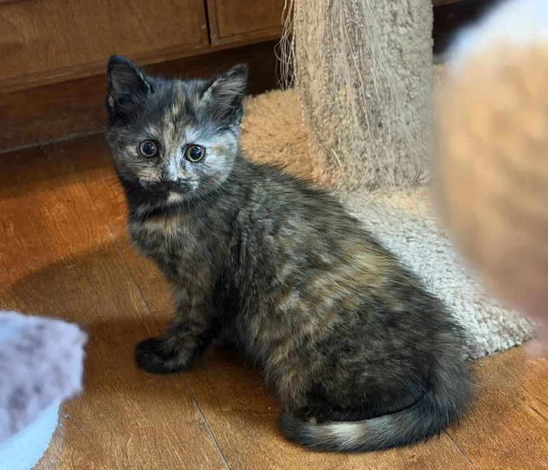 A baby small-sized female Tortoiseshell Domestic Short Hair cat named Virginia for adoption in Williamsville, NY