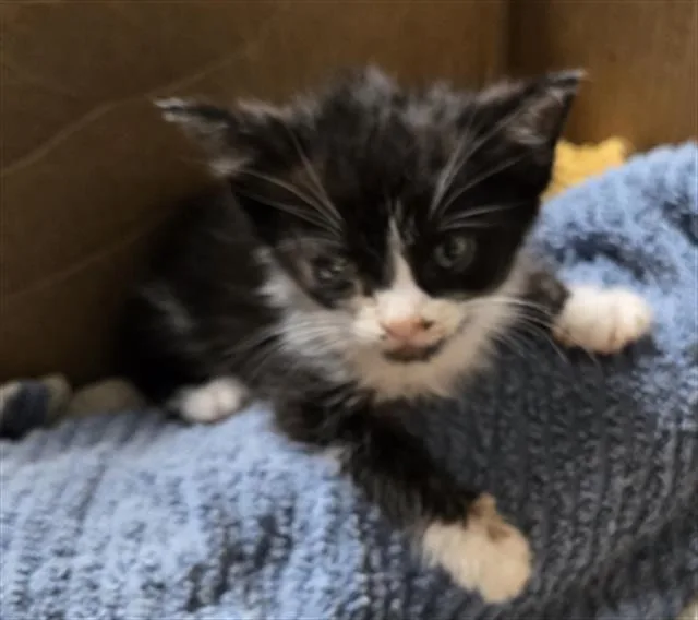 A baby small-sized female Domestic Short Hair cat named The Pause for adoption in Bakersfield, CA