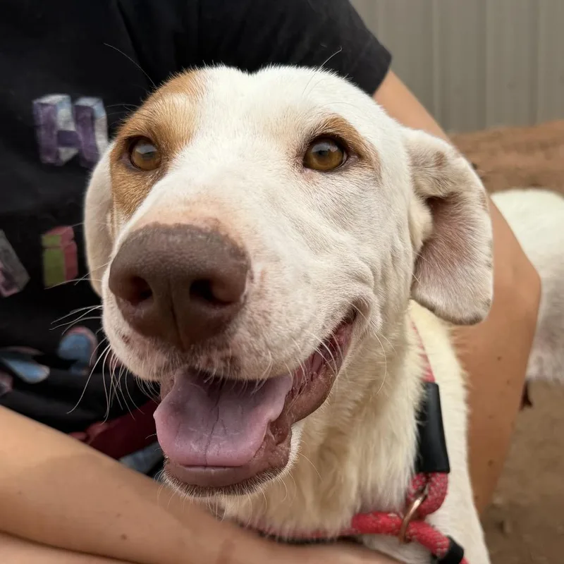 An adult medium-sized female White / Cream Mixed Breed dog named Cosmic Ray for adoption in Moab, UT