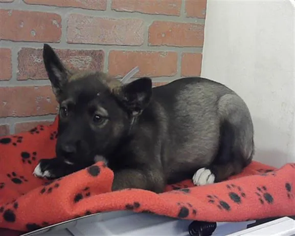 A baby small-sized female German Shepherd Dog dog named Anchovy for adoption in Houston, TX