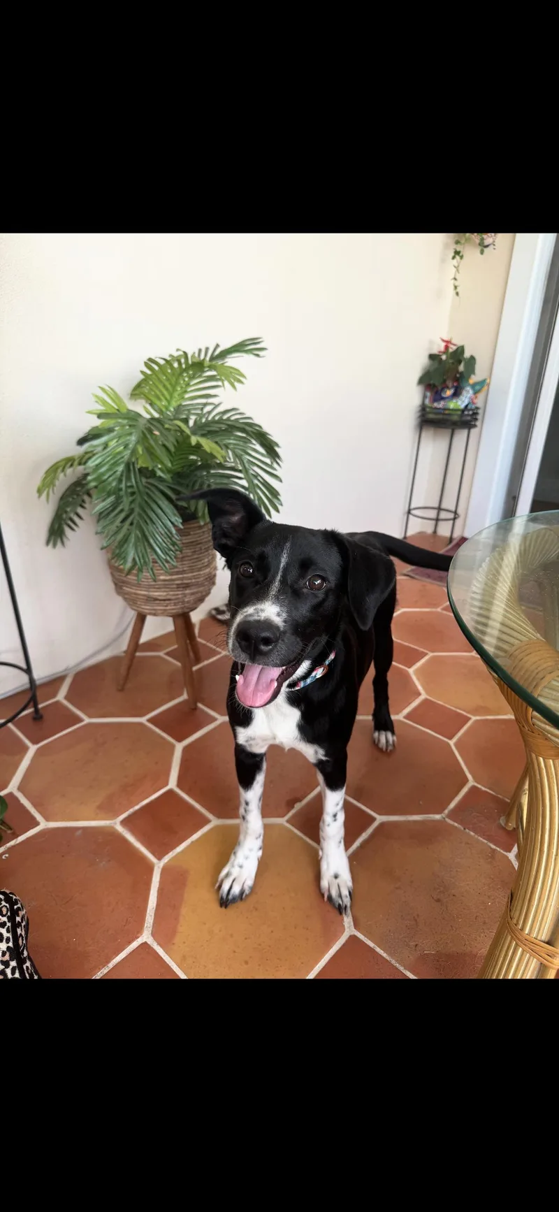 A baby medium-sized female Collie dog named Tink for adoption in tampa, FL