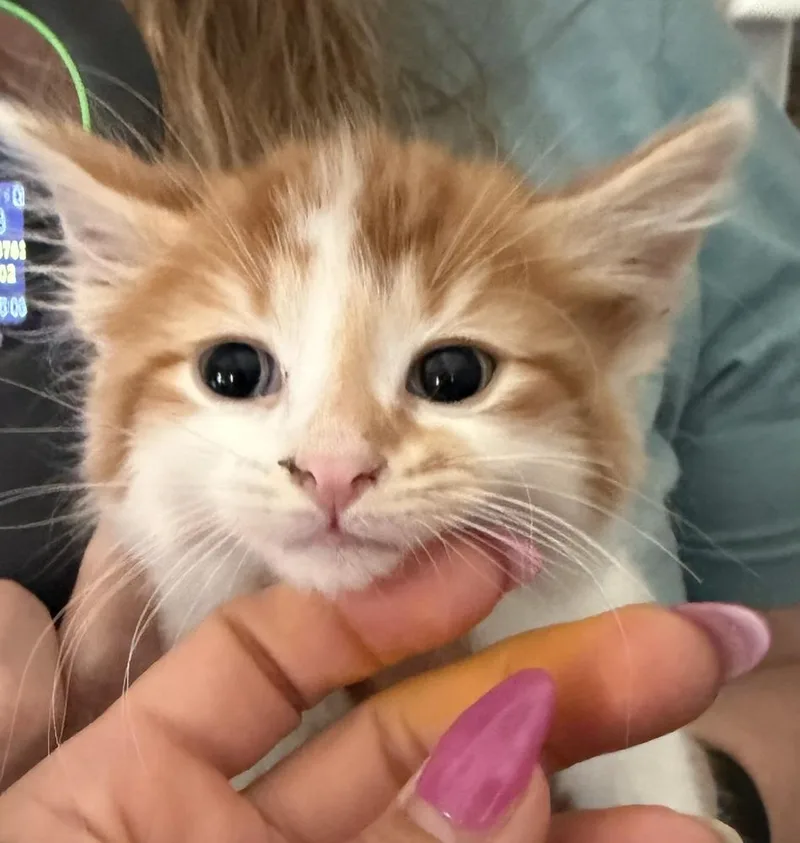 A baby small-sized male Orange & White Domestic Long Hair cat named Peter Pan for adoption in Poplar Grove, IL