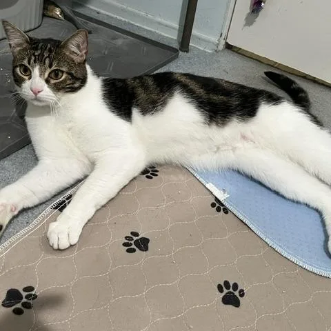 An adult small-sized male Brown / Chocolate Domestic Short Hair cat named Jeremiah for adoption in Los Angeles, CA