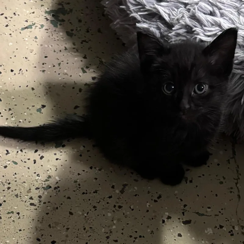 A baby small-sized female Black Domestic Short Hair cat named Tiana C for adoption in Princeton, MN