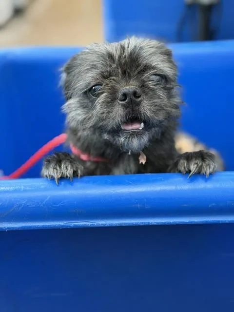 A young small-sized female Mixed Breed dog named Greta for adoption in Dallas, TX