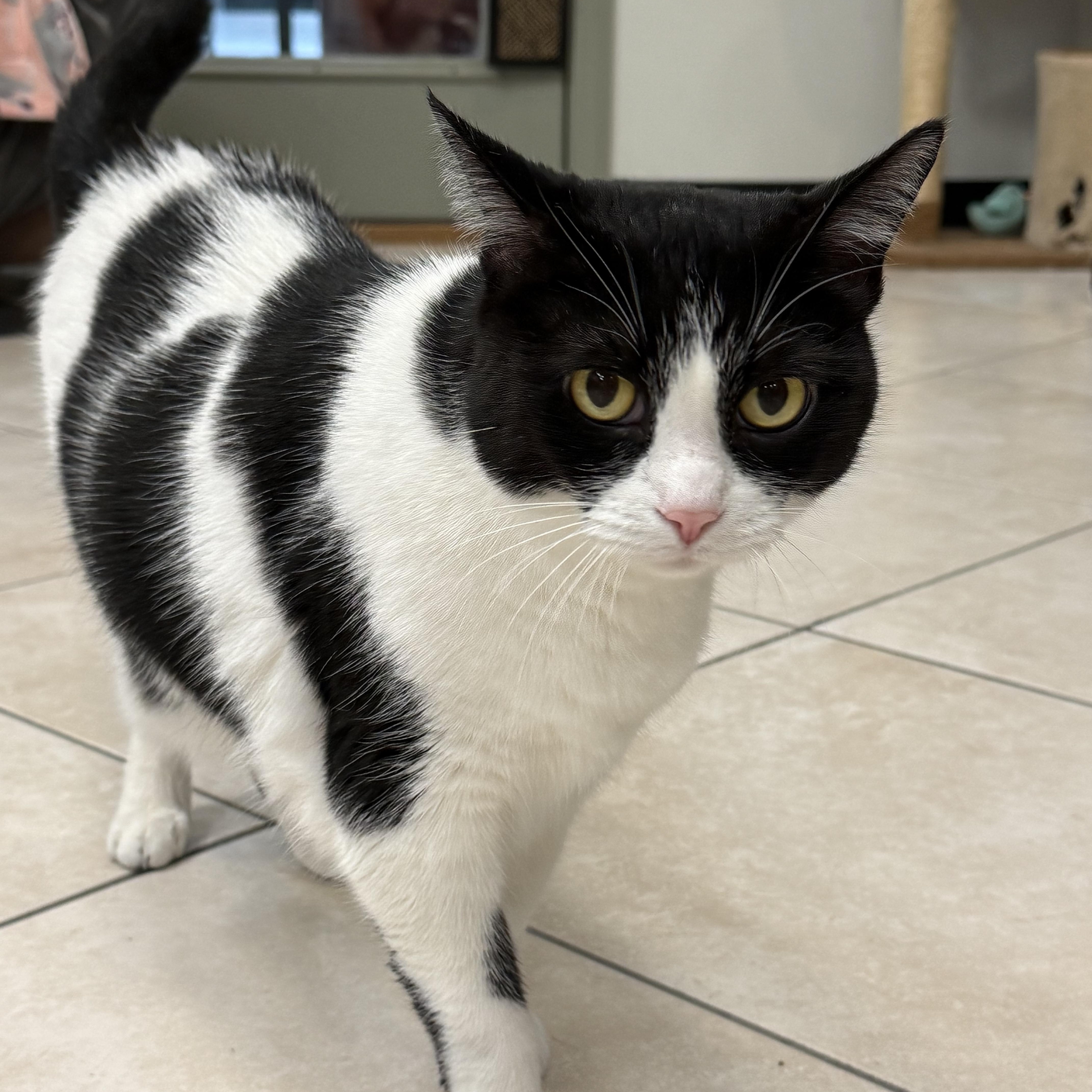 A senior large-sized female Domestic Short Hair cat named Posey for adoption in Plymouth, MA